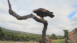 Steinadler in Andalusien [upl. by Dall]