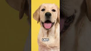 3 Dog Breeds Better Than Cane Corso shorts trending [upl. by Levesque]