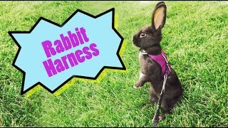 Can rabbits wear a harness [upl. by Fidole442]