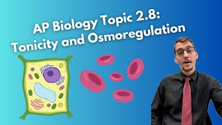 28 Tonicity and Osmoregulation Part I  AP Biology [upl. by Lamb794]