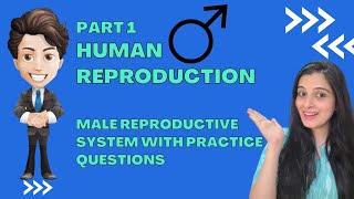 Male Reproductive System Explained Human Reproduction with Question  Class 8 and 10 ICSE Biology [upl. by Ecirtnom]