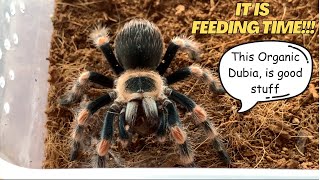 Terrestrial Species Tarantula Feeding 🍴 [upl. by Nevaed]