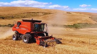 Harvesting wheat in Overberg South Africa [upl. by Nodnalb]