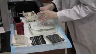 Western blot transfer [upl. by Toma411]