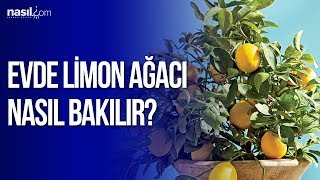 Evde Limon Ağacı Nasıl Bakılır  Nasilcom [upl. by Esinel]