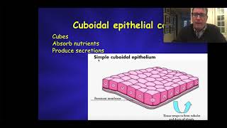 Epithelial Tissue  Histology [upl. by Arik499]