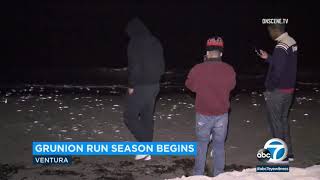 Where to spot annual grunion runs in Southern California  ABC7 [upl. by Carmel]