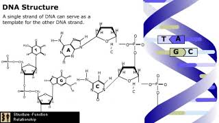 The Mechanism of DNA Replication [upl. by Fred]