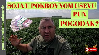 SOJA U POKROVNOM USEVU PUN POGODAK  COVER CROP SOYBEAN EXTRA FOR THIS YEAR [upl. by Kenyon754]