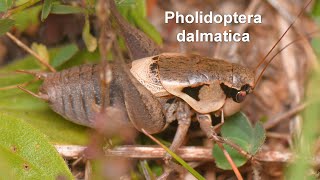 Pholidoptera dalmatica  Dalmatinische Strauchschrecke  Dalmatian Dark Bushcricket [upl. by Atnim]