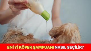 En İyi Köpek Şampuanı Nasıl Seçilir [upl. by Abla]