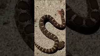 Snake Bites Itself snake snakevideo cobra reptiles [upl. by Nelleus674]