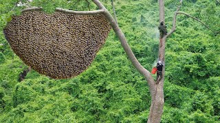 Primitive Technology Amazing Process Catch A Giant HoneyBee For Food On The Big Tree [upl. by Ayotahc]