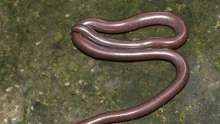 Indo typhlops braminus snake found in home [upl. by Letha45]