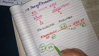 Deoxyribonucleotide Synthesis part 12 Nucleotides Metabolism [upl. by Dnalyar]