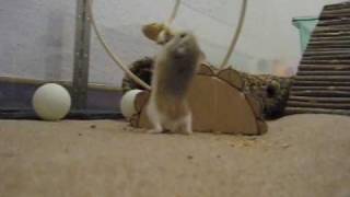 Roborovski Hamster Theresa peanut challenge  Beschäftigungstherapie [upl. by Adnawaj989]