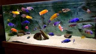 Malawi cichlids 200 gallon tank [upl. by Rainie]