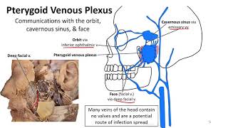 Mastication LO  Pterygoid Venous Plexus [upl. by Daniels]