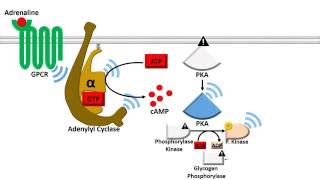 Adenylyl Cyclase Dependent Pathway  Fast Response [upl. by Orfurd]