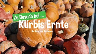 Kürbis Ernte in der Oberlausitz 🎃 Zu Besuch beim Bio Bauernhof Tzschoppe [upl. by Pantia554]