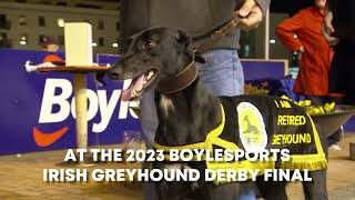 2023 BoyleSports Irish Greyhound Derby Final this Saturday 2nd September [upl. by Haskins]