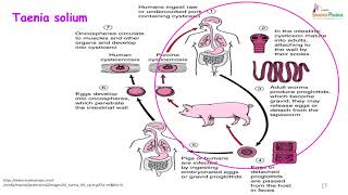 33 Parasitic infestationsCestodes [upl. by Welcher]