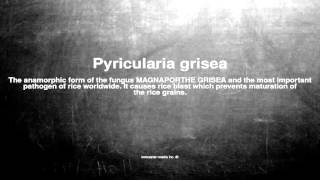 Medical vocabulary What does Pyricularia grisea mean [upl. by Eivi312]