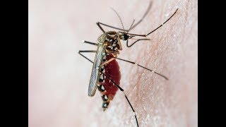 Aedes aegypti mosquito biting [upl. by Ainahtan571]