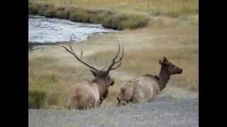 Elk Mating — at Madison Yellowstone National Park Fall 2010 [upl. by Gulick]