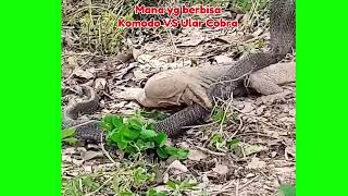 Komodo VS Ular Cobra mana yang berbisa gigitanmematikan berbica beracun hewanliar [upl. by Rotkiv619]