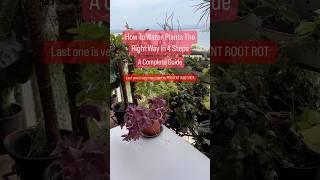 Water plants the right way organicgarden plantcaretips waterplants beginnerguide plantlove [upl. by Marsden]