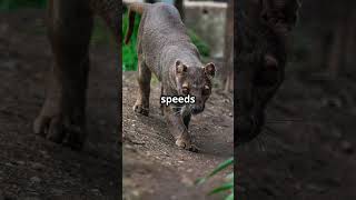 Meet the Fossa Madagascars Mysterious Carnivore animals nature [upl. by Saffren692]