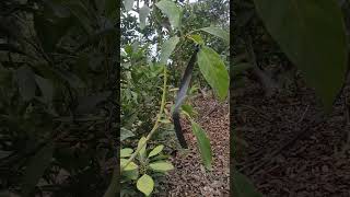 PODA DE PALTA HASS  DE ACORDE A LA FENOLOGIA DE LA PLANTA  CULTIVANDO FRUTOS🌱🥑 [upl. by Yerxa]