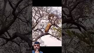 lion vs leopard youtubeshorts animals leopard lion wildlife viralvideo exploreranimal [upl. by Aihppa]