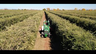 Kingman Ag Olive Demonstration in Artois CA [upl. by Selie]