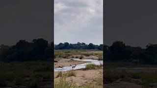 What a chase The Piccadilly female brings down an impala in spectacular fashion 🐆 wildlife [upl. by Ioves737]