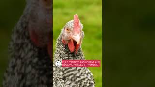 3 choses à savoir sur la poule Coucou de Rennes 🐔 Ferme de Beaumont [upl. by Osnola406]