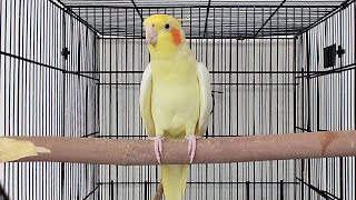 Male Cockatiel Singing Sounds  Cockatiel Calls  Cockatiel Whistling [upl. by Dusa]