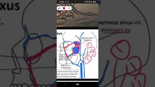 pterygoid venous plexus [upl. by Alyahs601]