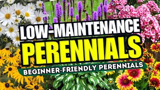 😍 Top 10 LowMaintenance Perennial Flowers ANYONE Can Grow  BeginnerFriendly 🌼💪 [upl. by Yelahs]