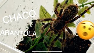 Chaco Golden Knee Rehousing  Best Tarantula for Beginners 🕷️ [upl. by Anirahtak374]