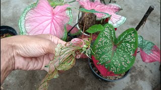 How to Grow Caladium Plant From Single Leaf [upl. by Devy]