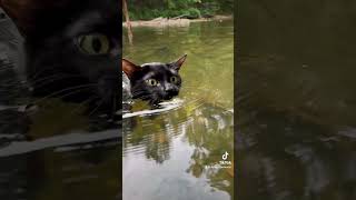 I Took My Cat Swimming [upl. by Etteuqram]