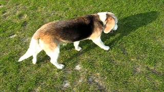 beagle epilepsy  Lafora disease 22042011 [upl. by Idissak]