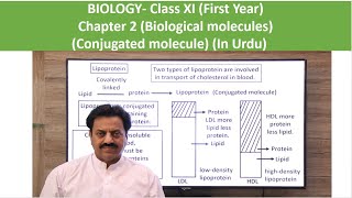 Conjugated molecules In Urdu  First Year Biology  Chapter 2  Part 21 [upl. by Isadore]