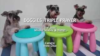 Funny SYNCHRONIZED TRIPLE Dog Tricks Say your Prayer [upl. by Elnora]