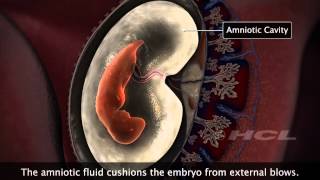 HCL Learning  Embryonic Development in Humans [upl. by Cleveland706]