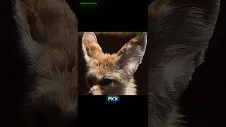 Fennec Fox The Deserts Tiny Survivor facts animals fox wildlife [upl. by Magan]