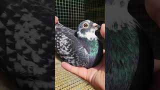 586 Pigeon Racing  Raising pigeons pigeons rotanafarm shortpigeons fighterpigens kabootar [upl. by Negroj771]