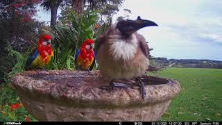 Narcissistic Friarbird [upl. by Calvin684]